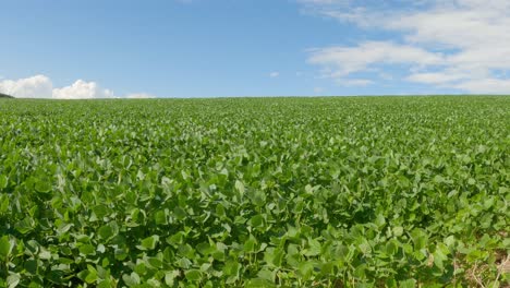 soybean plantation with no-tillage system on straw cover