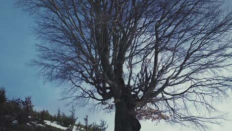 Tilt-up-shot-revealing-a-tree-with-branches-and-no-leaves,-on-a-hill-with-some-snow-on-the-ground