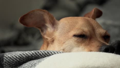 sleepy chihuahua laying down suddenly awoken and on high alert reacting to the enviroment