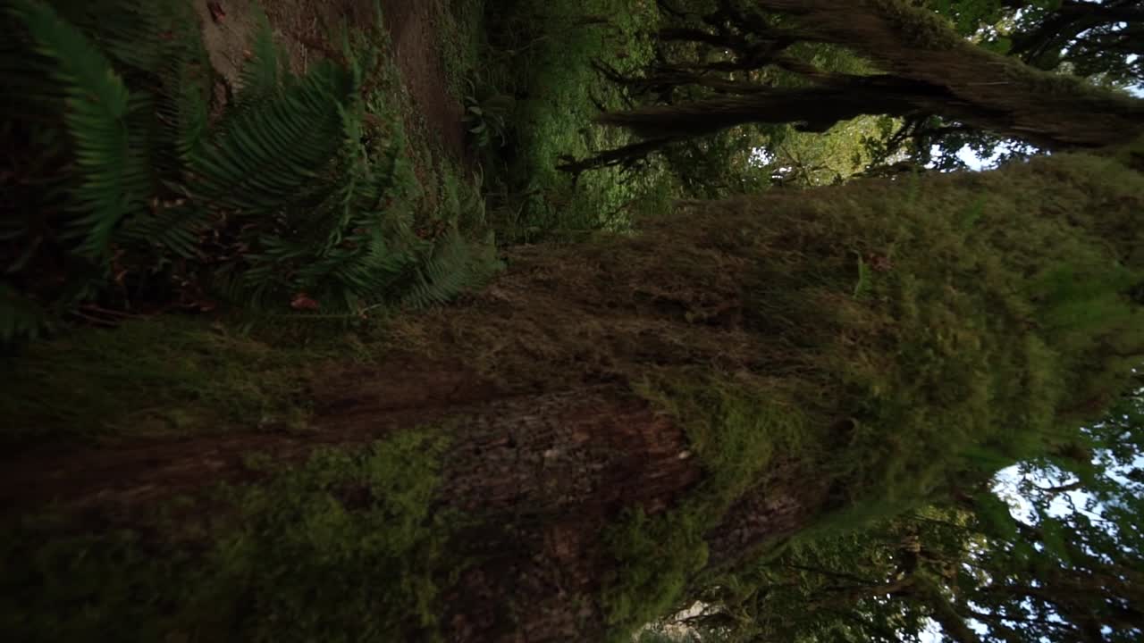 fpv mirando el tronco de un árbol de cedro occidental cubierto de musgo moviéndose hacia el dosel del bosque tropical, vertical
