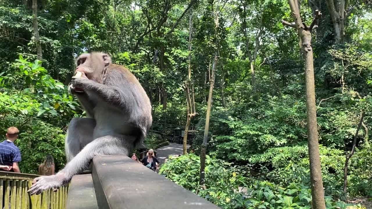 Monkey eating fruit in the jungle, closeup view capturing the natural wildlife in lush greenery as tourists walk behind