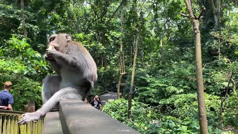 monkey eating fruit in the jungle, closeup view capturing the natural wildlife in lush greenery as tourists walk behind