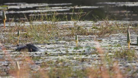 Anhinga-in-pond-area-searching-for-food-