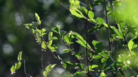 Die-Blätter-Eines-Baumes,-Die-Von-Einer-Sanften-Brise-Bewegt-Werden