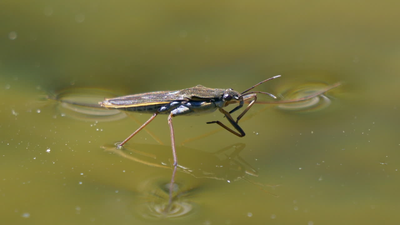 primer plano de agua strider en la superficie del lago,limpieza en verano,prores