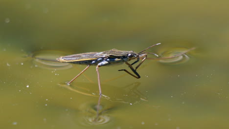 close up shot of water strider on surface of lake,cleaning on summer day,prores