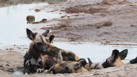 El-Flaco-Perro-Salvaje-Africano-Se-Acuesta-En-El-Agua-En-Verano-En-África