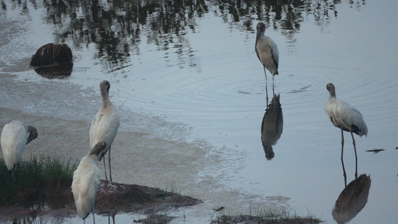 Group of Wood Storks (Mycteria americana) standing and preening in shallow water at Playa Blanca, Panama. Wildlife scene in natural wetland habitat