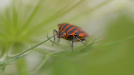 Macro shot of orange black fire bug resting on plants in wilderness during windy day