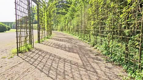 Caminando-Bajo-El-Arco-De-Hojas-Verdes-Cubierto-De-Maleza