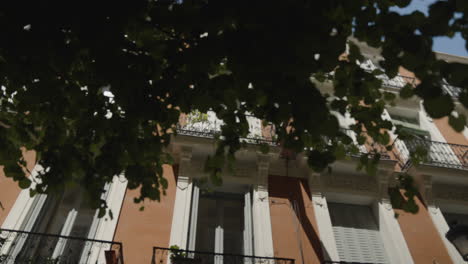 Living-building-windows-behind-tree-foliage-in-Madrid,-low-angle-view