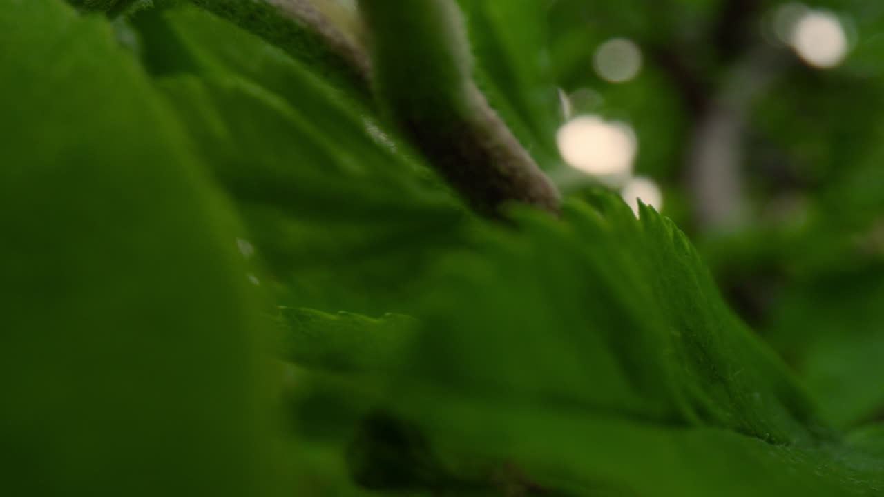 vista de la rama del árbol con hermosas hojas verdes pequeñas en primer plano. bosque meditativo.