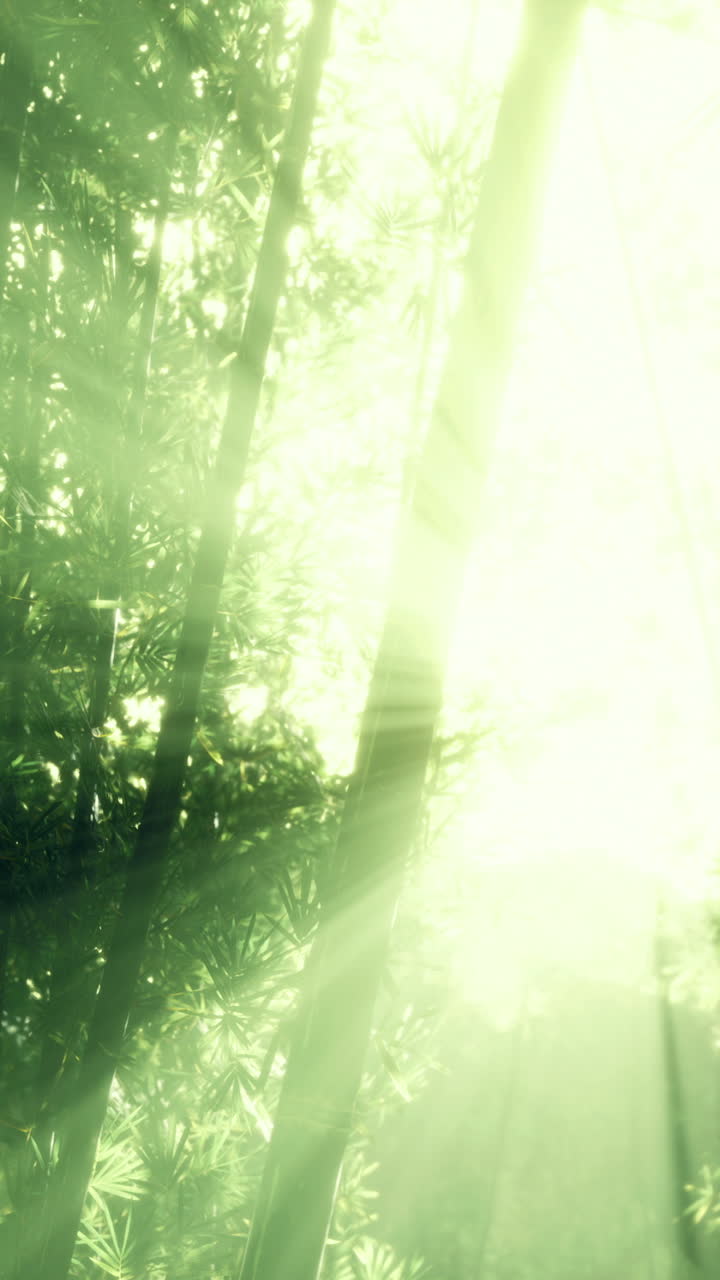Sunlight filtering through dense jungle foliage in the early morning