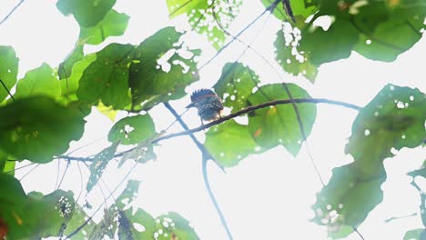 Gesehen,-Wie-Er-Hoch-Oben-Mit-Gegenlicht-Sitzt,-Während-Er-Nach-Links-Schaut-Und-Seinen-Kamm-Schließt-Und-öffnet,-Der-Gebänderte-Eisvogel-Lacedo-Pulchella