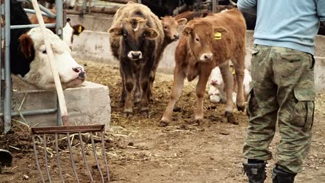 farmer opens fence gate to make calves free