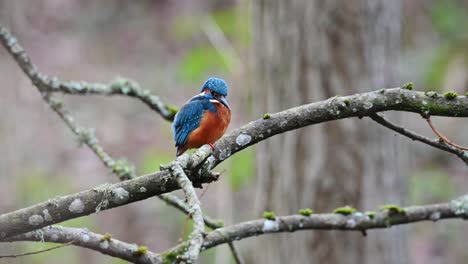 Beautiful-blue-and-orange-male-kingfisher-resting-on-a-branch-above-the-pond