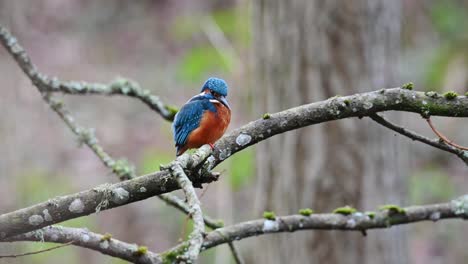 hermoso martín pescador azul y naranja descansando en una rama sobre el estanque