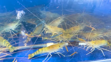 prawns swimming in a tank at bangkok market