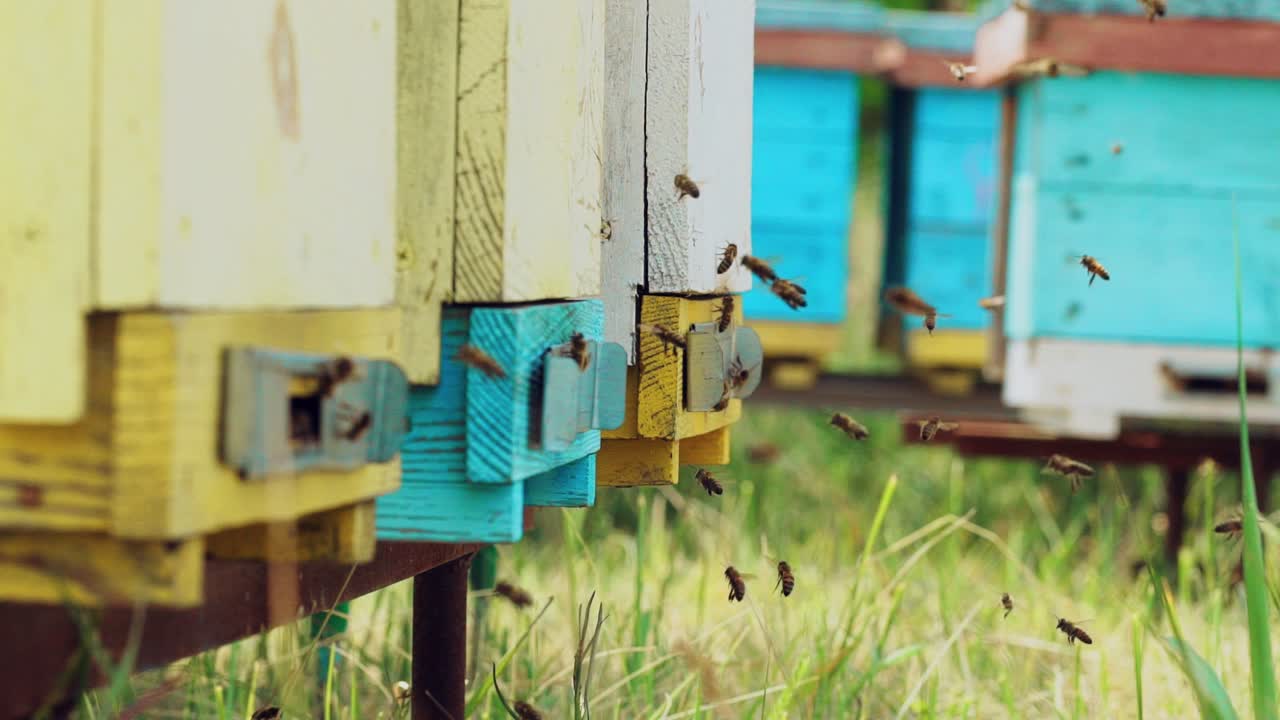 Close up view of the working bees. Amazing and frenetic swarm activity with structure entrance with detail and nature background