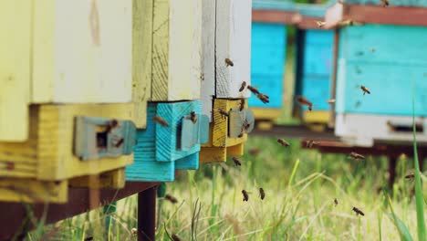 close up view of the working bees. amazing and frenetic swarm activity with structure entrance with detail and nature background