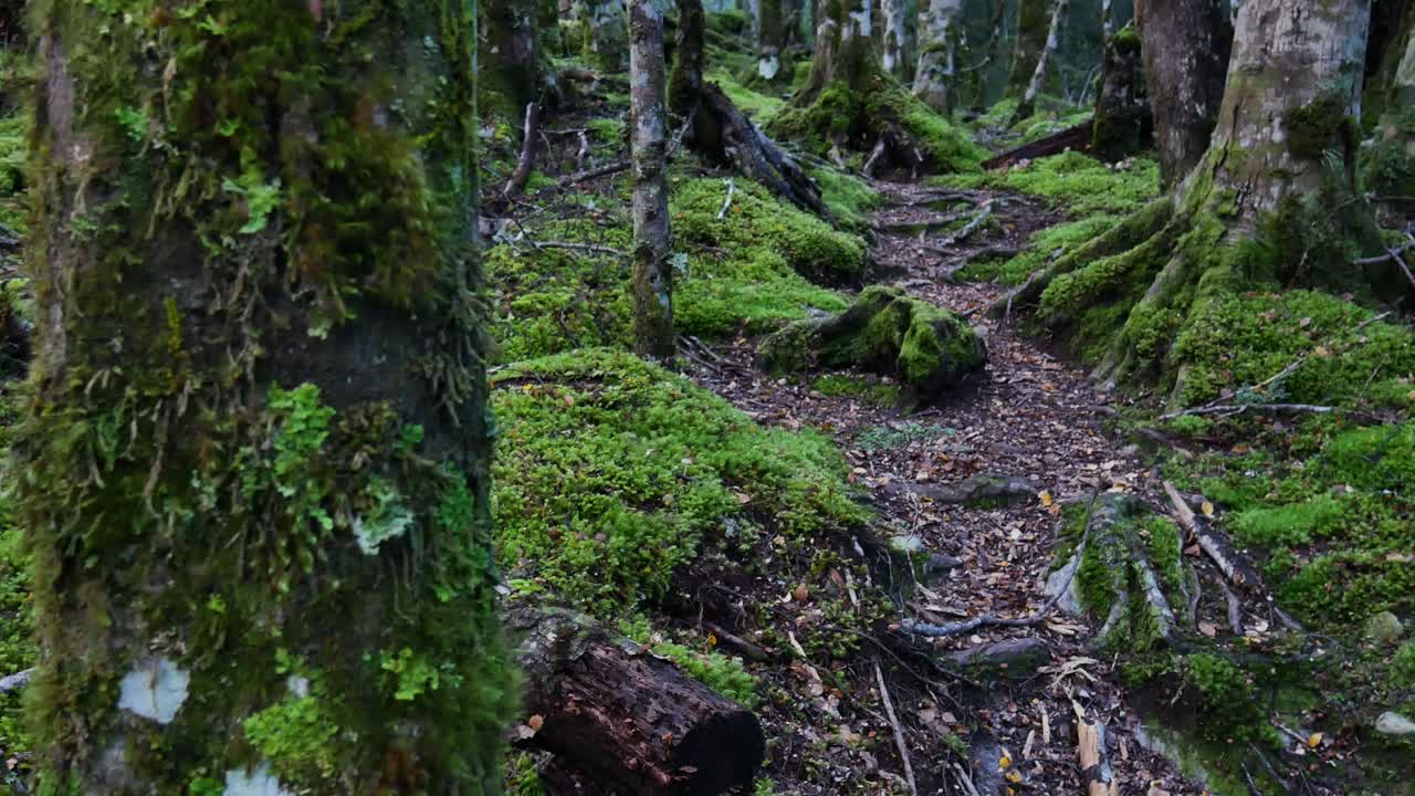 toma panorámica lenta del camino mágico del bosque de hayas con musgo verde y plantas en la densa jungla de la pista de quema de glaciares, nueva zelanda