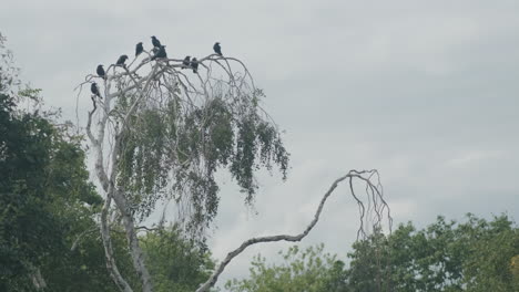 a murder of crows in a gnarly tree, jackdaws