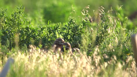 Burrowing-owl-chicks-observing-their-surrounding-from-their-nest