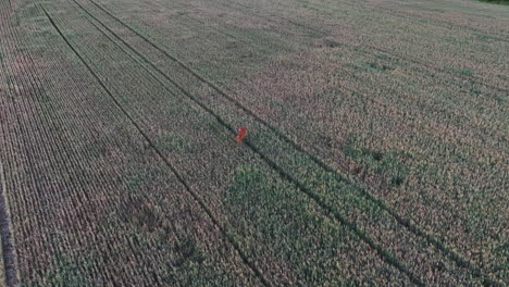 Aerial-view-tilting-in-front-of-a-deer-on-rural-field,-summer-evening-in-Finland