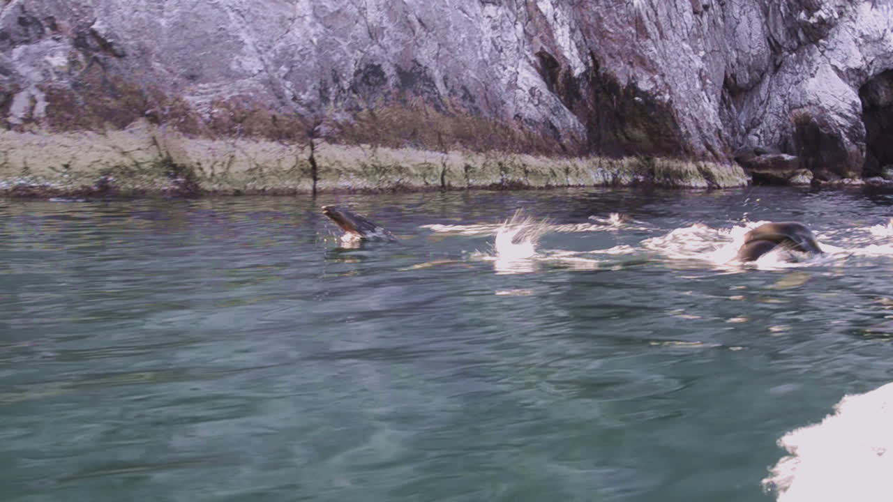 красивый снимок морских львов, плавающих и выпрыгивающих из океана в баха калифорния мексика