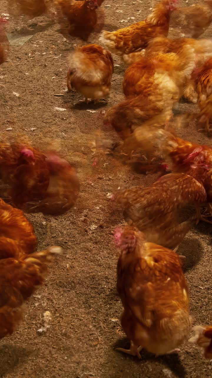 A busy timelapse with motion blur shows a flock of brown chickens or hens actively pecking at feed scattered on the ground inside a barn on a commercial poultry farm- vertical