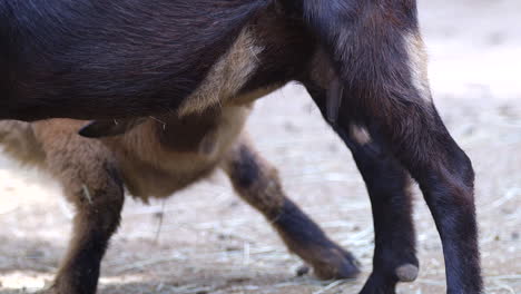 un cabrito bebiendo leche de su madre - cierre a cámara lenta