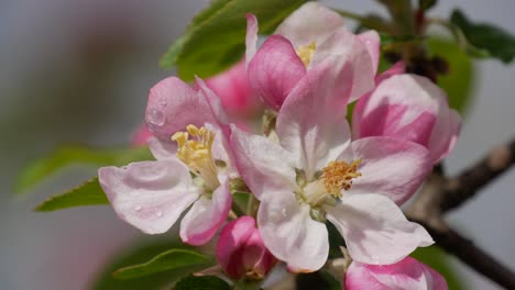 Flowering-apple-tree