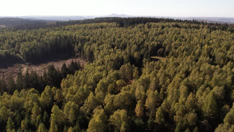 ascenso de drones en el bosque de turingia en alemania con áreas despejadas debido al escarabajo de la corteza