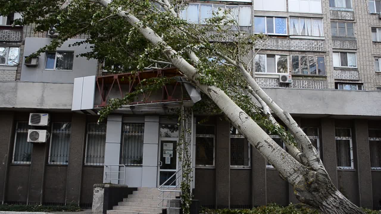 Pohon poplar menimpa rumah. Dampak badai