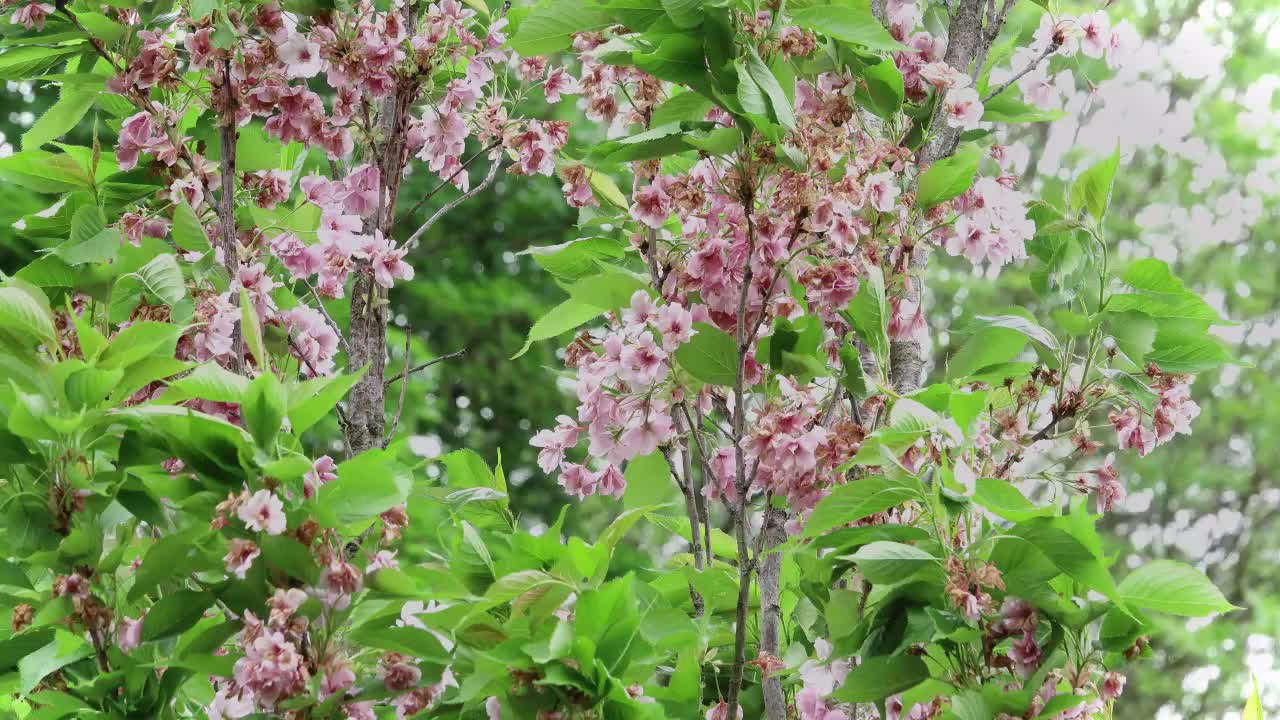 Cherry blossom of cherry tree “ Prunus Amanogawa” . Flagpole cherry just finishing flowering.