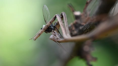 Heterochaetula-straminea,-Mantis,-4K-Footage