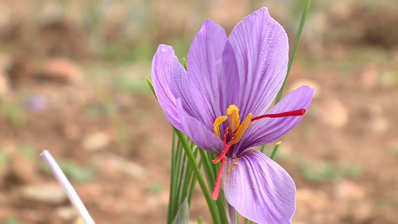Saffron Flower in a Field
