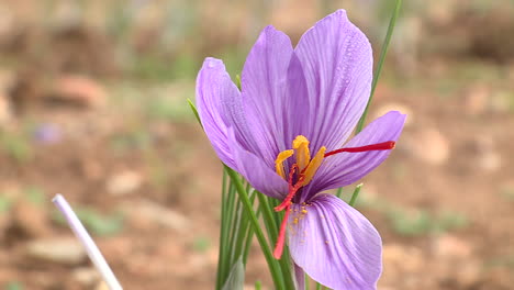 saffron flower in a field