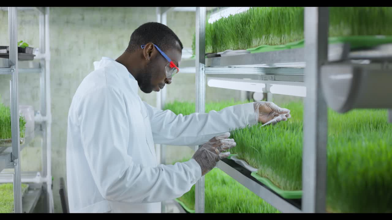 Scientist examining microgreens in a vertical farm