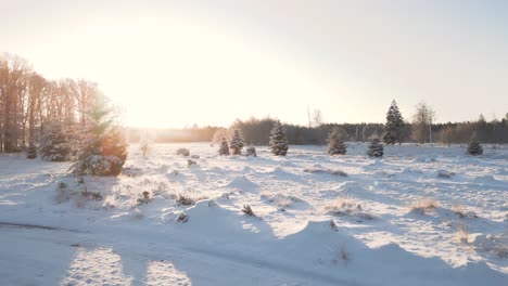 snowy sunrise in the forest