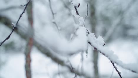 birch in snowy forrest