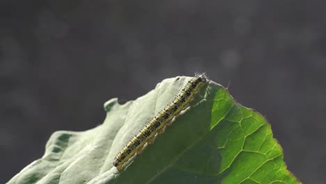 oruga en una hoja