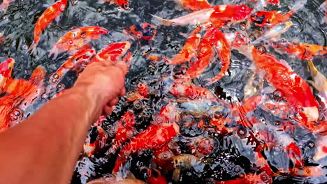 hand of a man touching red and white koi fishes in water at intan sari luwak coffee garden in bali, indonesia