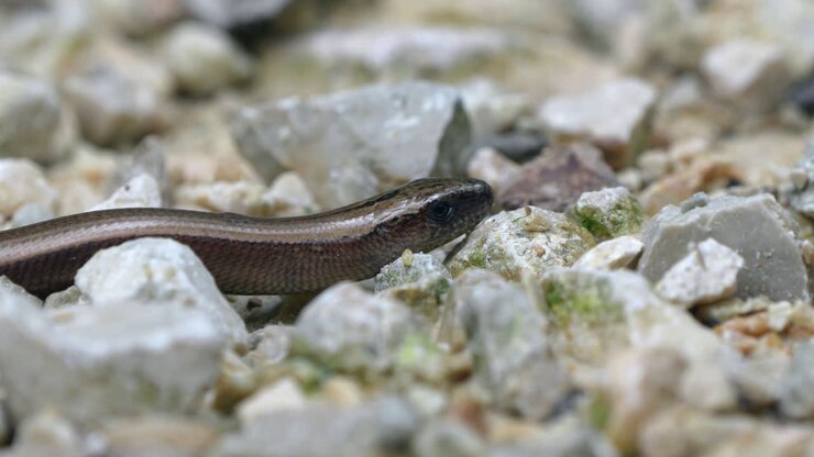 Makro einer Blindschleiche (Anguis fragilis), einer beinlosen Echse, die zwischen Felsen kriecht und ihre Zunge züngelt – Prores 4K Kamerafahrt