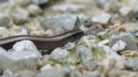 Makro-Von-Anguis-Fragilis,-Oder-Blindwurm,-Ist-Eine-Beinlose-Eidechse,-Die-Zwischen-Felsen-Kriecht-Und-Mit-Der-Zunge-Schnippt-–-Prores-4K-Trackshot