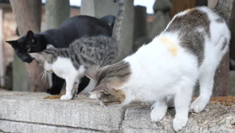 three cats eating outside