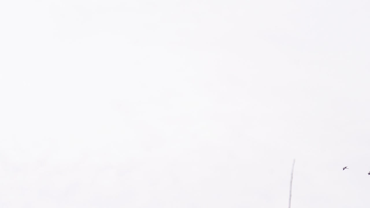 Low angle view of flock of geese soaring in bright sky and disappear from view