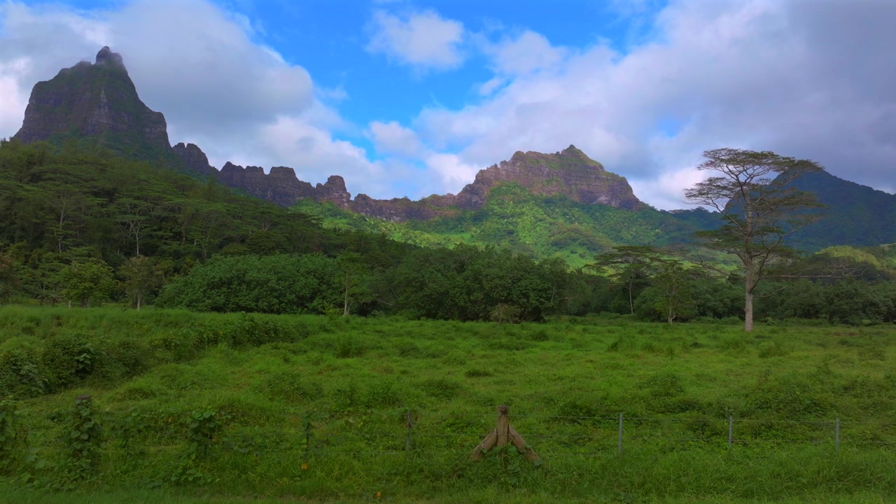 Belvedere utsiktsplats, berget Toheia, berget Rotui, dramatiska vulkaniska höga taggiga toppar, oländig terräng, Moorea, Franska Polynesien. Flygfoto med drönare över djungelträd, frodig grön dal, solig morgon, blå himmel, moln, rörelse åt vänster.