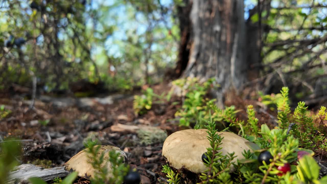 descubra el vibrante suelo forestal de yakutia, donde los hongos silvestres y la exuberante vegetación crean un paisaje natural sereno.
