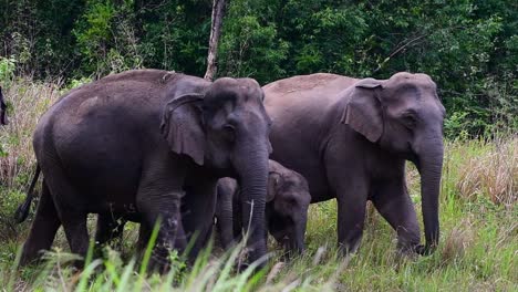 Los-Elefantes-Asiáticos-Son-Especies-En-Peligro-De-Extinción-Y-También-Son-Residentes-De-Tailandia